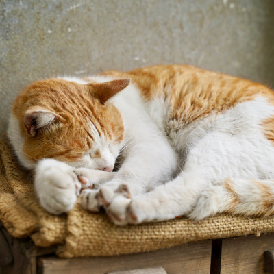 猫が寝転んでいる写真