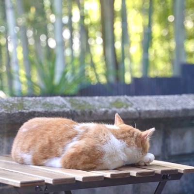猫が寝転んでいる写真