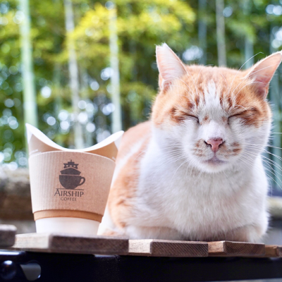 飲みものと猫の写真
