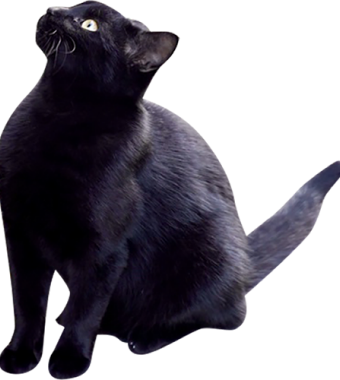 黒猫1