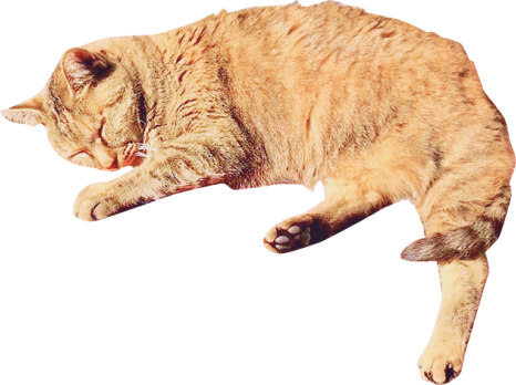 茶猫1