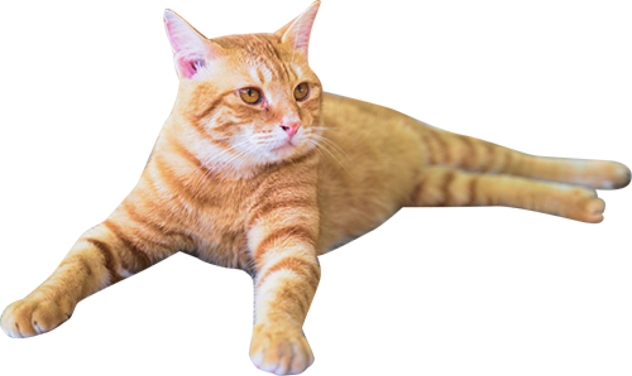 茶猫2