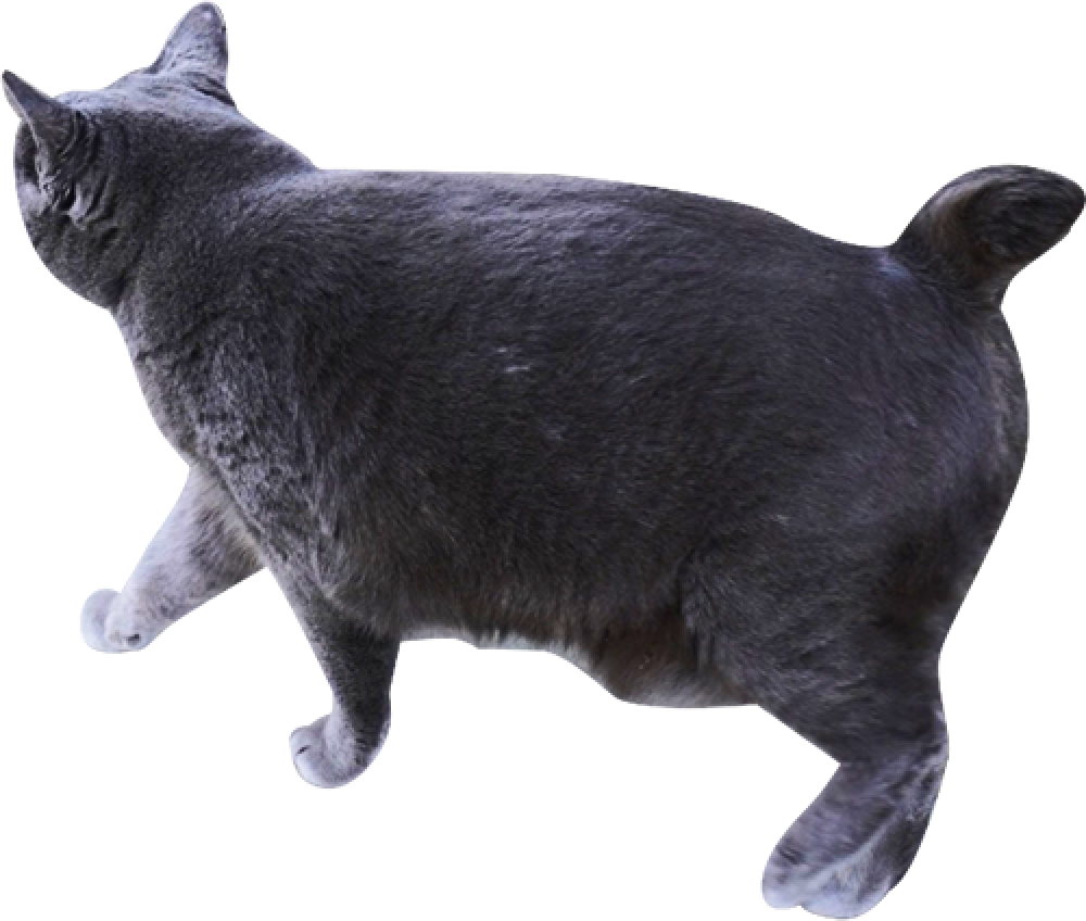 黒猫2